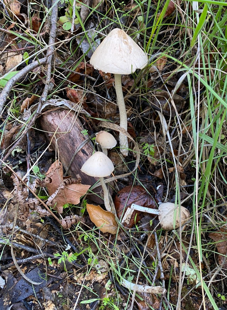 Tall Psathyrella (Psathyrella long pipes) mushrooms

